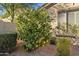 Enjoy fresh fruit from the home's lemon tree at 5045 S Mingus Pl, Chandler, AZ 85249