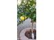 Mature grapefruit tree with ripe fruit in the backyard at 1971 E Yellowstone Pl, Chandler, AZ 85249