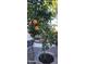 Mature orange tree with ripe fruit in the backyard at 1971 E Yellowstone Pl, Chandler, AZ 85249