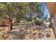 Large backyard with mature trees and plenty of space for outdoor activities at 21364 N Redington Point Dr, Surprise, AZ 85387