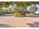 Circular driveway with mature olive trees, leading to the property entrance with a well manicured yard at 5203 N Monte Vista Dr, Paradise Valley, AZ 85253