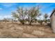 Large backyard with a partially cleared area and trees at 13705 S 209Th Ave, Buckeye, AZ 85326