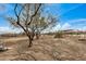 Backyard view showcasing a tree and some landscaping at 13705 S 209Th Ave, Buckeye, AZ 85326