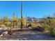 Empty lot with desert landscape, featuring saguaro cacti and native plants at 4215 S Willow Springs Trl, Gold Canyon, AZ 85118