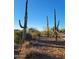 Empty lot with desert landscape, featuring saguaro cacti and native plants at 4215 S Willow Springs Trl, Gold Canyon, AZ 85118