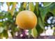 Close up of a grapefruit tree with ripe fruit at 2336 Leisure World --, Mesa, AZ 85206