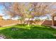 Spacious backyard with grassy lawn, large tree, and a wall for privacy at 928 E Valencia Dr, Phoenix, AZ 85042