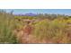 Spacious lot with mature desert landscaping at 12079 E Cortez Dr, Scottsdale, AZ 85259