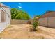 Large backyard with a tree, providing ample space and privacy at 5648 W Folley St, Chandler, AZ 85226