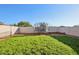 Backyard with grassy lawn and trampoline at 1409 E Harvest Rd, San Tan Valley, AZ 85140