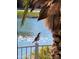 Quaint bird on fence overlooking lake at 42585 W Heavenly Pl, Maricopa, AZ 85138
