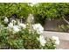 White roses and lush greenery add curb appeal at 3731 E Halifax Cir, Mesa, AZ 85205
