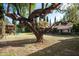 Large backyard with mature tree and playset at 6617 N Central Ave, Phoenix, AZ 85012