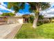 Ranch style home with mature tree and spacious front yard at 10314 W Manzanita Dr, Sun City, AZ 85373
