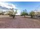 Large gravel backyard with mature trees and a block wall at 38913 N 21St Ave, Phoenix, AZ 85086