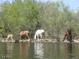 Horses drinking from the lake in a natural setting at 205 N 74Th St # 122, Mesa, AZ 85207