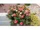 Landscaped front yard with colorful rose bushes at 26171 W Via Del Sol Dr, Buckeye, AZ 85396