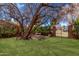 Backyard with a large tree, green grass, a table with chairs, and privacy provided by a brick fence at 6811 N 11Th Ave, Phoenix, AZ 85013