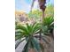 Mature desert landscaping with cacti and palm trees at 9600 E Balancing Rock Rd, Scottsdale, AZ 85262