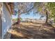 Side yard with mountain views and large tree at 1019 E Belmont Ave, Phoenix, AZ 85020