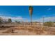 Large backyard with a tall palm tree and partial fence at 3616 S 67Th Ave, Phoenix, AZ 85043