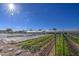 Rows of leafy greens and other produce at the community farm at 5015 S Quantum Way, Mesa, AZ 85212