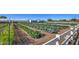 Rows of leafy greens and other produce at the community farm at 5015 S Quantum Way, Mesa, AZ 85212