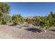 Landscaped backyard with citrus trees and desert plants at 5500 N Globe Dr, Eloy, AZ 85131