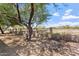 Private backyard features mature tree and desert landscaping with block and wrought iron fence at 11802 S Half Moon Dr, Phoenix, AZ 85044
