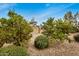 Landscaped backyard with mature citrus trees at 3677 N Hudson Dr, Florence, AZ 85132