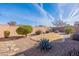 Landscaped backyard with gravel, cactus, and small citrus trees at 40950 W Bedford Dr, Maricopa, AZ 85138