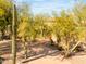 Driveway leads to a one-story house nestled amongst cacti and desert trees at 4706 E Rancho Caliente Dr, Cave Creek, AZ 85331