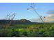Stunning desert vista featuring blooming wildflowers and mountains at 38300 N 102Nd St, Scottsdale, AZ 85262