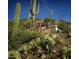 Hikers on a scenic desert trail surrounded by cacti at 38300 N 102Nd St, Scottsdale, AZ 85262