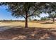 Open green space with large tree and walking path at 35834 W Cartegna Ln, Maricopa, AZ 85138