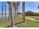 Tranquil path lined with palm trees near a lake at 18187 W Wind Song Ave, Goodyear, AZ 85338