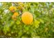 Close-up of a ripe lemon on a tree branch at 3249 W Maryland Ave, Phoenix, AZ 85017