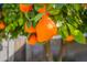 Close-up of several oranges hanging from a tree at 3249 W Maryland Ave, Phoenix, AZ 85017