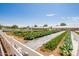 Community garden with various vegetables and a white fence at 5622 S Tobin Ave, Mesa, AZ 85212