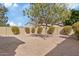 Landscaped backyard with gravel and a tree at 1866 E Dust Devil Dr, San Tan Valley, AZ 85143