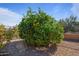 Lush grapefruit tree in the backyard garden at 18311 E San Ignacio Ct, Gold Canyon, AZ 85118