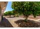 Low maintenance backyard featuring mature landscaping and citrus trees at 4054 E Clovis Cir, Mesa, AZ 85206
