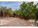 Large backyard with fruit trees and a pergola at 4723 W Gelding Dr, Glendale, AZ 85306