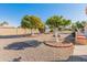 Backyard view showcasing mature citrus trees and gravel at 9814 W Cedar Dr, Sun City, AZ 85351