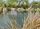 Calm pond with waterfall feature and reeds at 17531 W Liberty Ln, Goodyear, AZ 85338