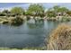 Serene pond with ducks and natural vegetation at 17531 W Liberty Ln, Goodyear, AZ 85338