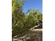 Landscaped backyard with mature citrus trees at 3957 E Expedition Way, Phoenix, AZ 85050