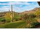 Lush backyard featuring desert landscaping, including a majestic saguaro cactus, on a verdant lawn with mountain views at 41007 N Harbour Town Way, Anthem, AZ 85086