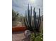 Landscaped backyard with a large cactus and gravel at 4103 E Montgomery Rd, Cave Creek, AZ 85331