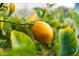 Ripe lemon hanging from a tree branch in the backyard at 270 E 13Th Ave, Apache Junction, AZ 85119